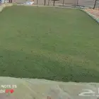 اعلاف الازولا للدجاج والغنم كميات جمله