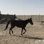 فرس شعبيه