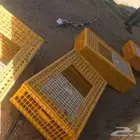 شبوك نقل طيور ودراسه مشاريع للإيجار 