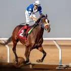 حصان بطل معه 4 كسبات
