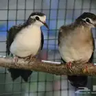 للبيع جوزين يمام البطريق