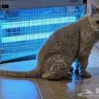 Flat Face Persian Cat - very cute and calm