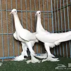 زوج برلين سمبوسه