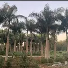 نخيل ملوكي نخيل جوز الهند نارجيل نخيل واشنطني