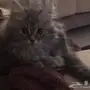 قط ذكر للبيع