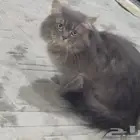 البسه مافيه شي ولا تعاني من شي