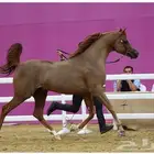 فحل متاح التشبيه الخيل الواهو