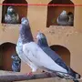حمام مشكل للبيع
