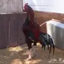ديك باكستاني للبيع 