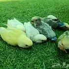 فروخ روز تم البيع