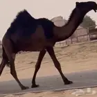 مجهم قعود طيبب جدا مفرود يحقق سهيل الجاي