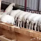 بهم حري تربيه العدد 23