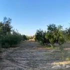 اشجار زيتون معمره