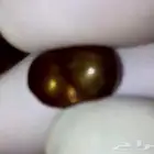 حجر عقيق ناري مكسيكي مجسم عيون و فم متحرك نوادر