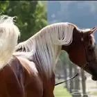 خيل و السيسي لايجار