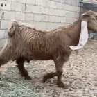 للبيع تيس عارضي اصفر خصم