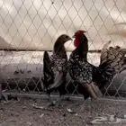 جوز سبرايت