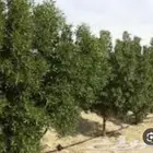 تنسيق الحدائق