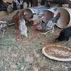 ديكه صحه  للبيع