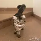 قط ذكر تائه لتبني