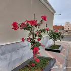 تنسيق الحدائق المنزلية