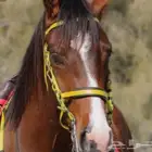 تاجير خيل