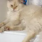 مفقود تواصلوا معاي