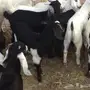 تيوس سمان 