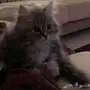 كيتن ذكر للبيع