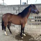 حصان عربي خط سرعة