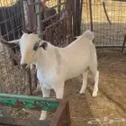 مشروع فحل بيشي صنف