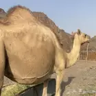 ناقه لقحه طيبه تم البيع