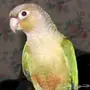 ذكر كنيور محلل