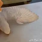 ببغاء روز هدد داخلي نشبه