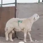 فحل حري صنف مشروط .تم البيع..تم البيع