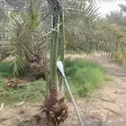 نخل للبيع متواجد في القصيم اخلاص سكري مجدول صقعي