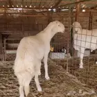 فحل صنف لاهل النظر( صور انتاج )