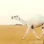 وضح مزاين 