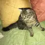 بس شيرازي للبيع