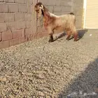 تيس عارضي صفر سن ثني قيرع شرط سليم من جميع العذاريب