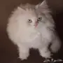 قط شيرازي مون فيس للبيع