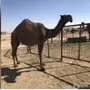 للبيع ناقه صفراء 