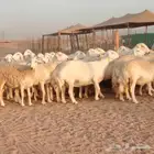 ضان حريات حرش صنف ودفيييع 29بالفخل