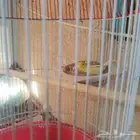 طيور كناري للبيع
