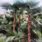 توريد وغرس النخيل الواشنطني