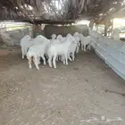 ضحايا بهم حري خرفان ورخال العدد 17