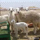 سلام عليكم ورحمه الله وبركاته