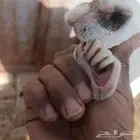 رفيده طيبه بالحيل