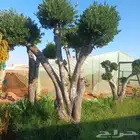 اشجار زيتون