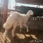 خروف حري جذع